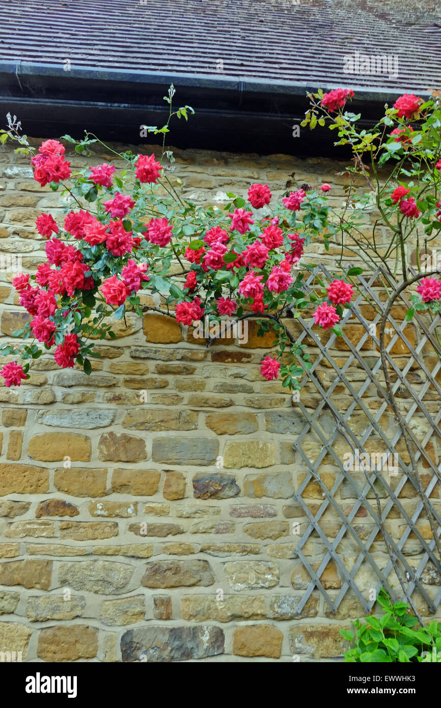 Rosa rampicante rose fiore sul muro della casa britannica Foto Stock