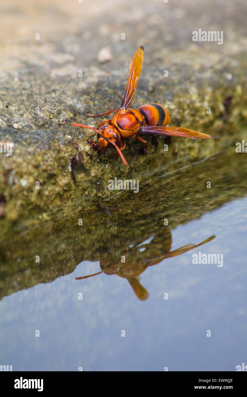 Red wasp riflettendo in acqua Foto Stock