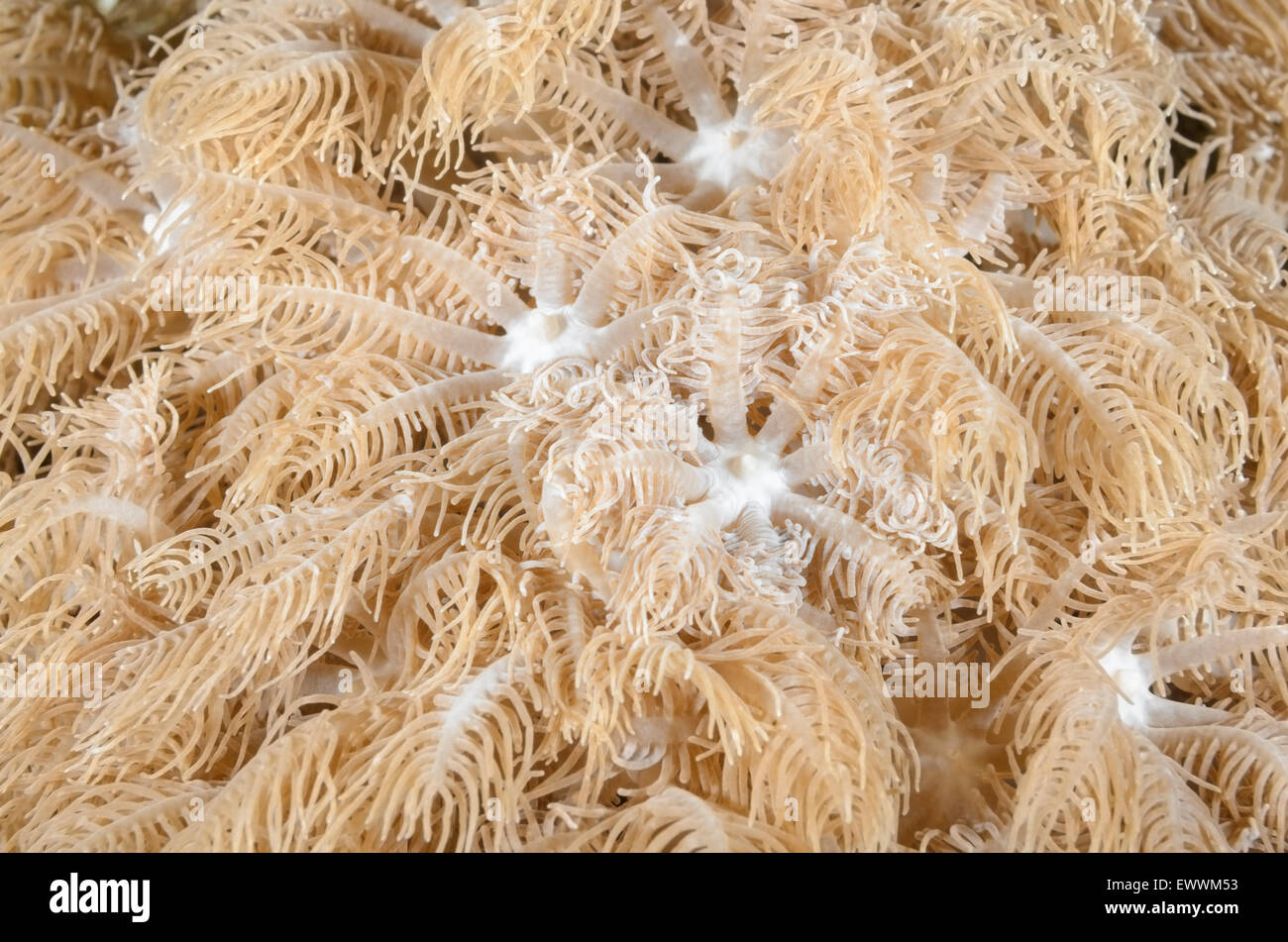 Palm polipi di corallo, Clavularia sp., Anilao, Batangas, Filippine, Pacific Foto Stock