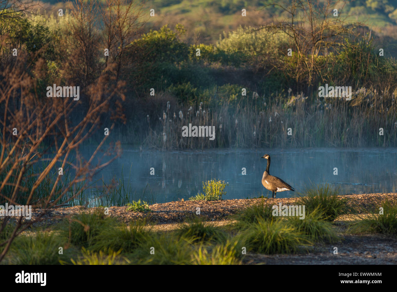 Canada Goose lago di scansione, la mattina presto nella Napa Valley, California Foto Stock