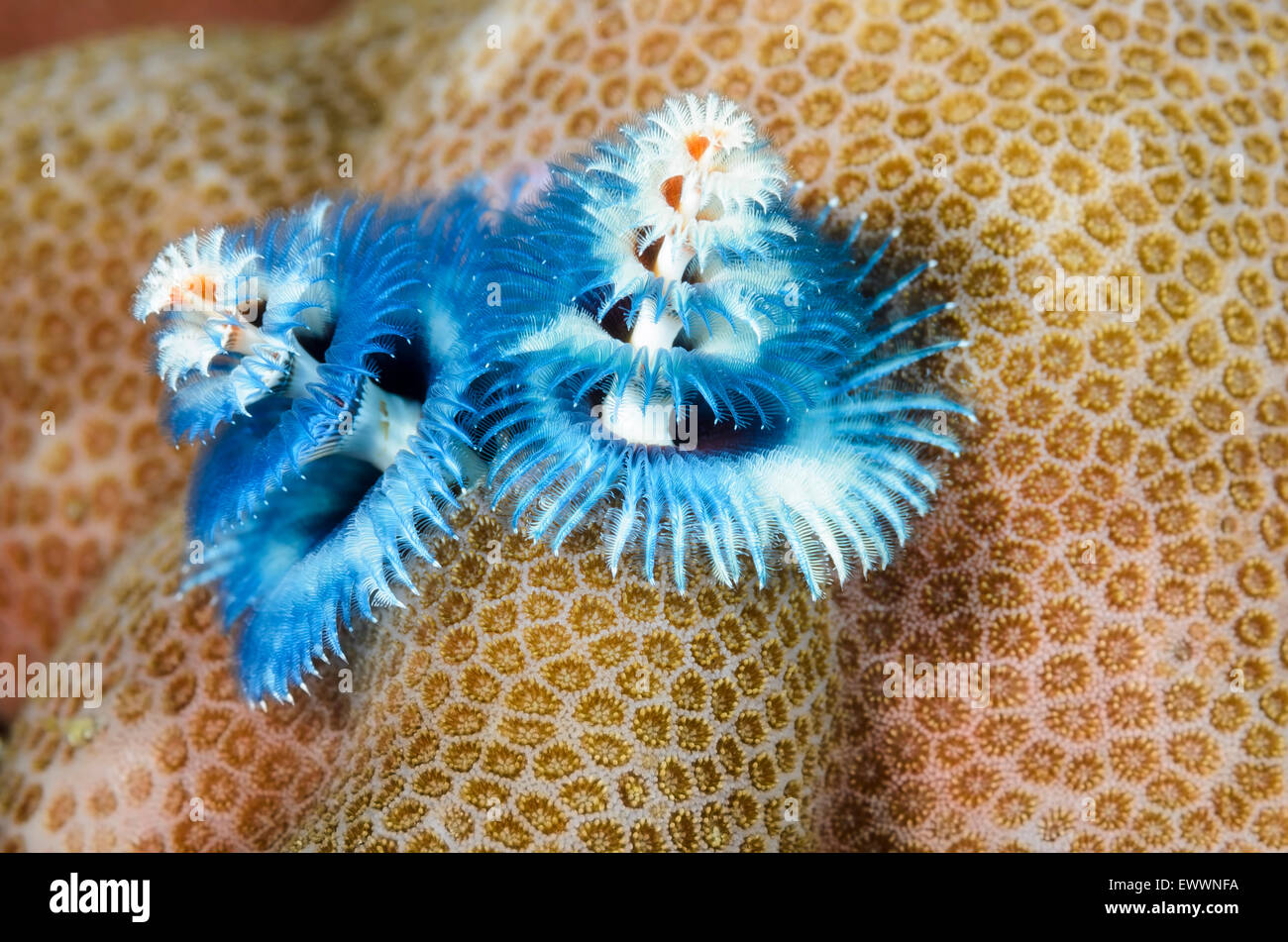 Albero di natale di worm, Spirobranchus sp., Anilao, Batangas, Filippine, Pacific Foto Stock