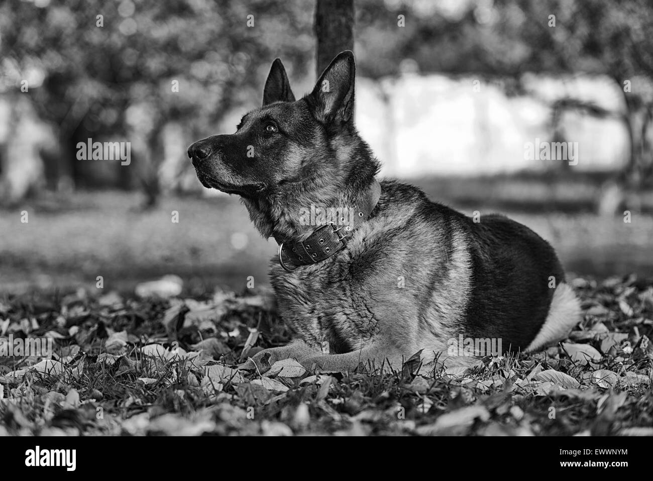 Cane Pastore Tedesco Foto Stock