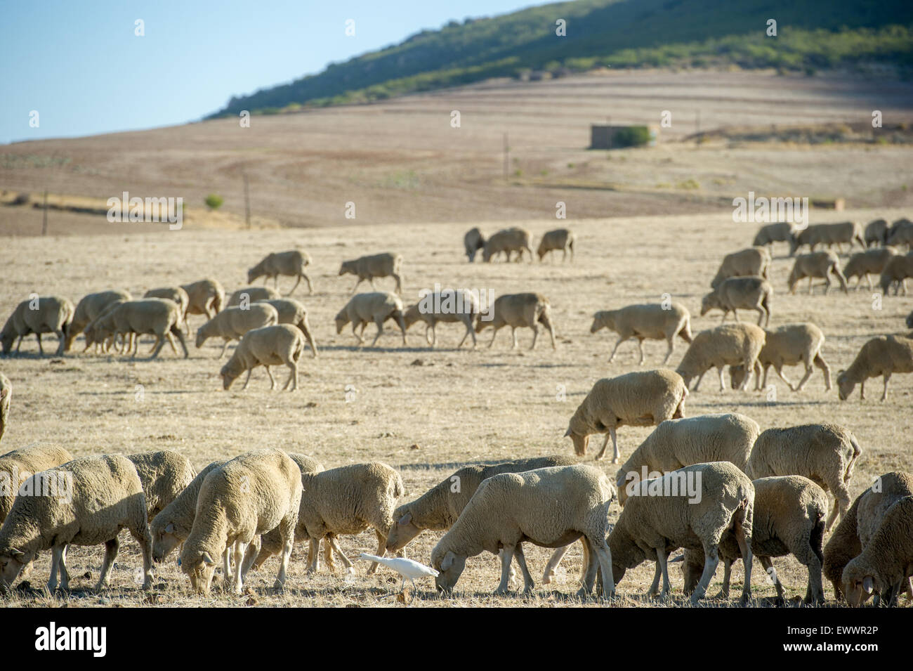 Sud Africa - Sud Africa il roaming di pecora come una mandria Foto Stock