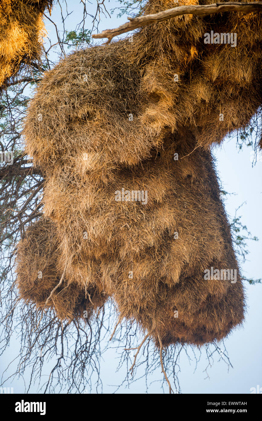 Sud Africa - Massive Weaver uccelli nidificano il sorpasso di albero in Africa Foto Stock