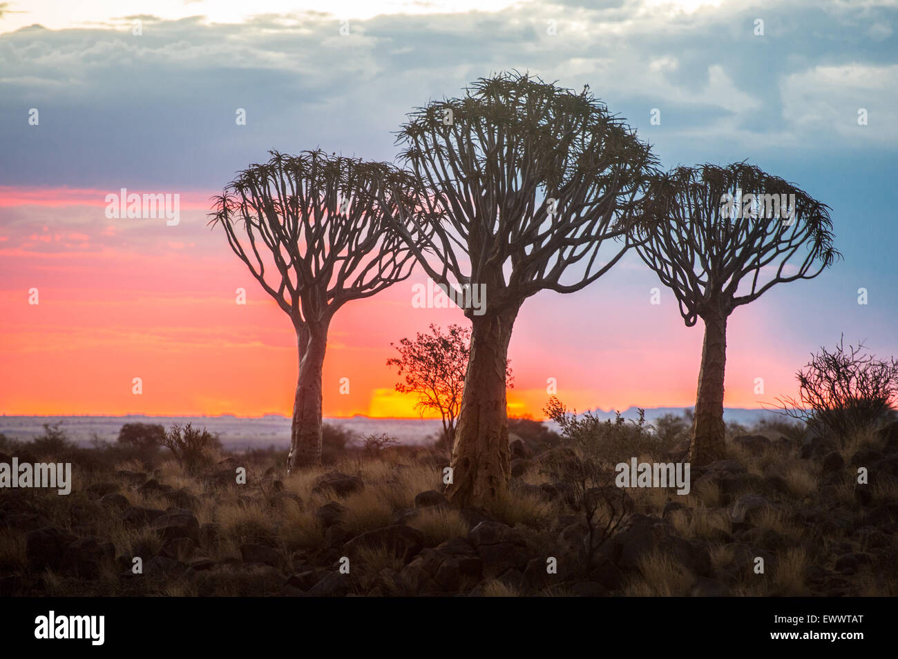 Keetmanshoop, Namibia - Quiver tree forest stagliano al tramonto nel parco giochi dei Giganti Foto Stock
