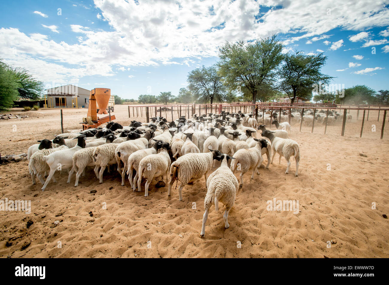 Koes, Namibia, Africa - pecora Dorper essendo herded in corral su africana ranch di pecora Foto Stock