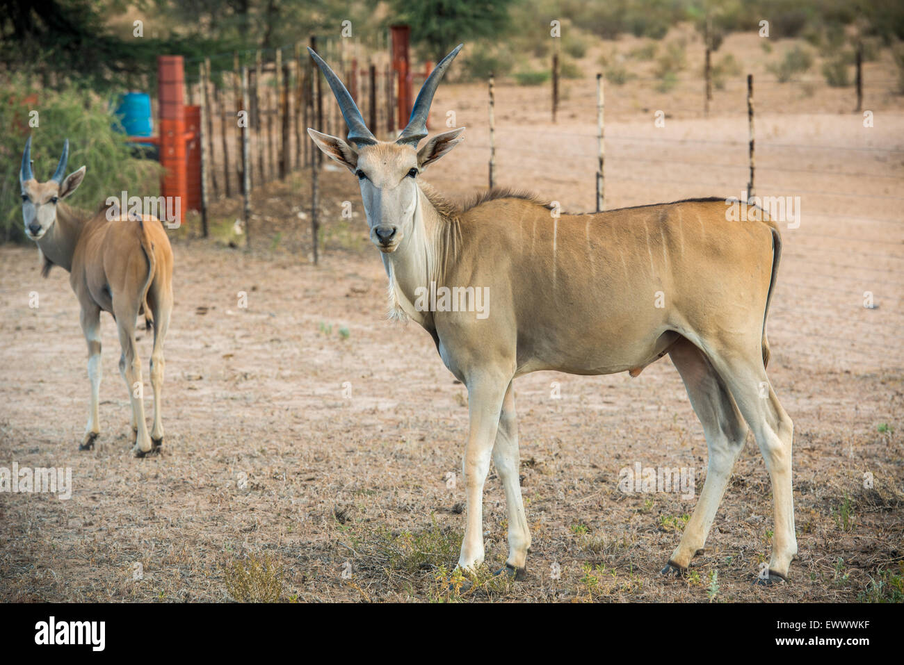 La Namibia, Africa - Eland camminando su una fattoria della Namibia Foto Stock