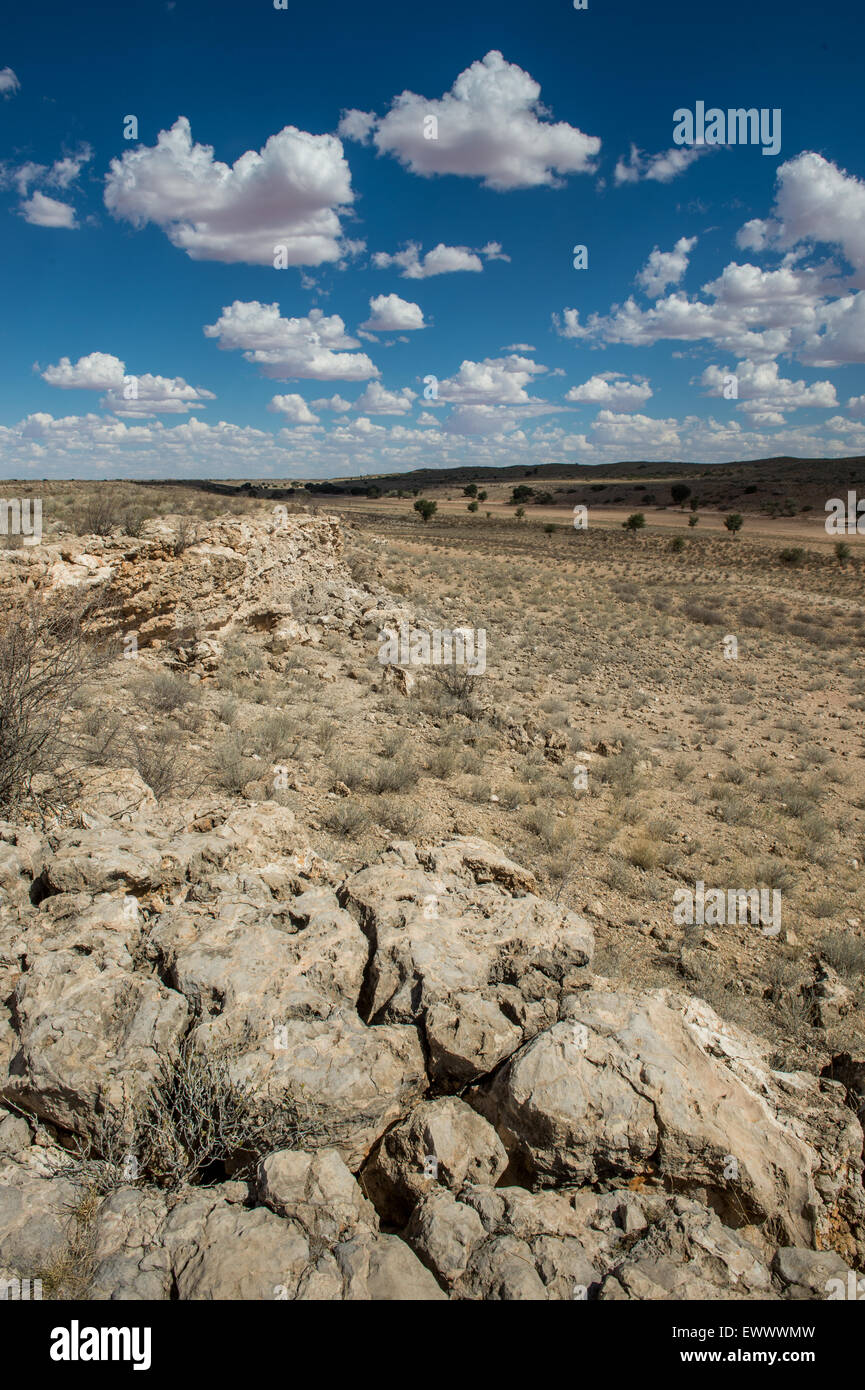 Kgalagadi Parco transfrontaliero, Sud Africa - Museo Auchterlonie Foto Stock