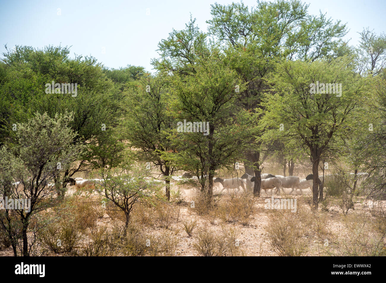 Namibia - Ovini in agriturismo in Africa Foto Stock
