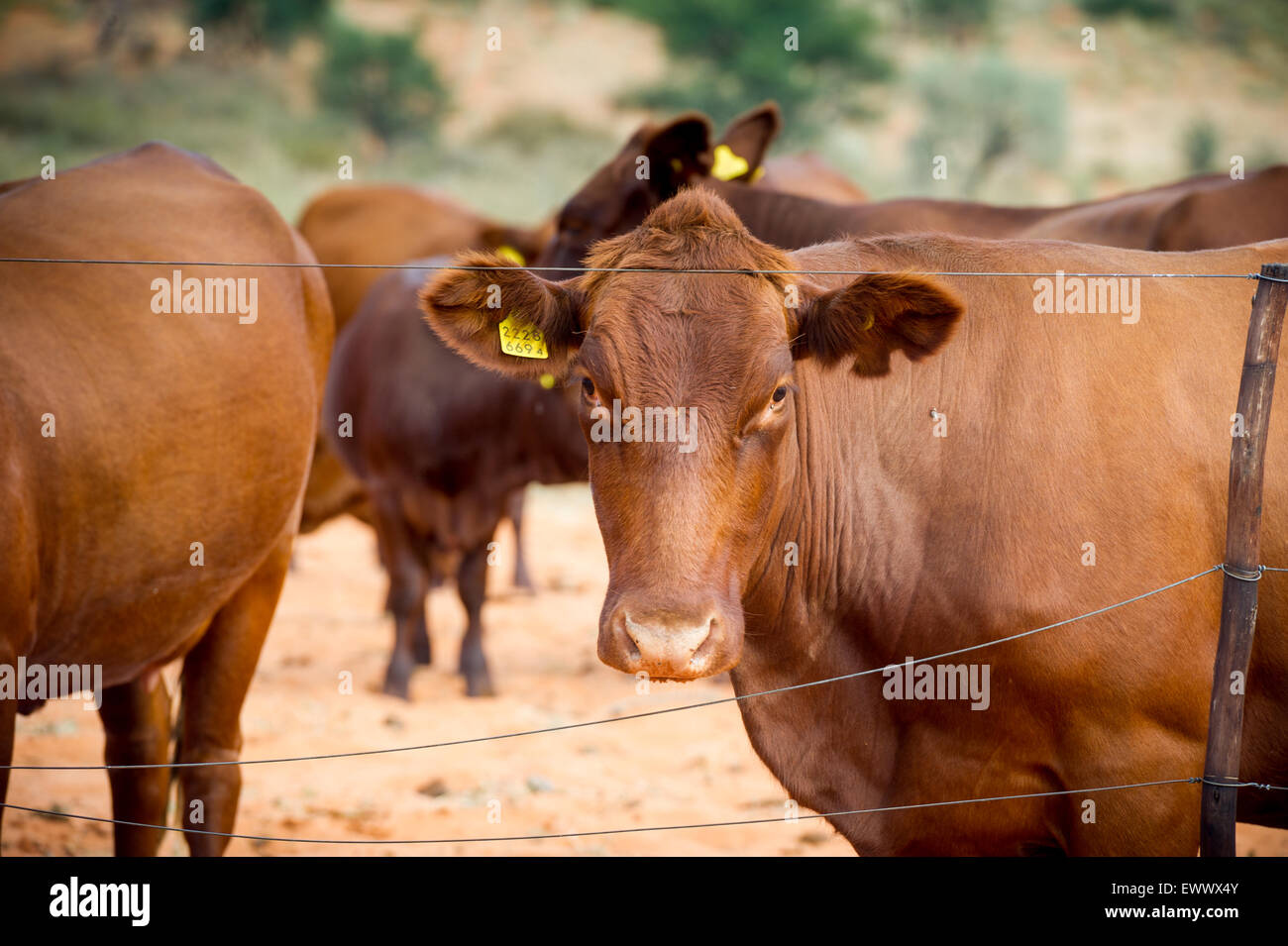 Namibia - bovini da carne in agriturismo in Africa Foto Stock