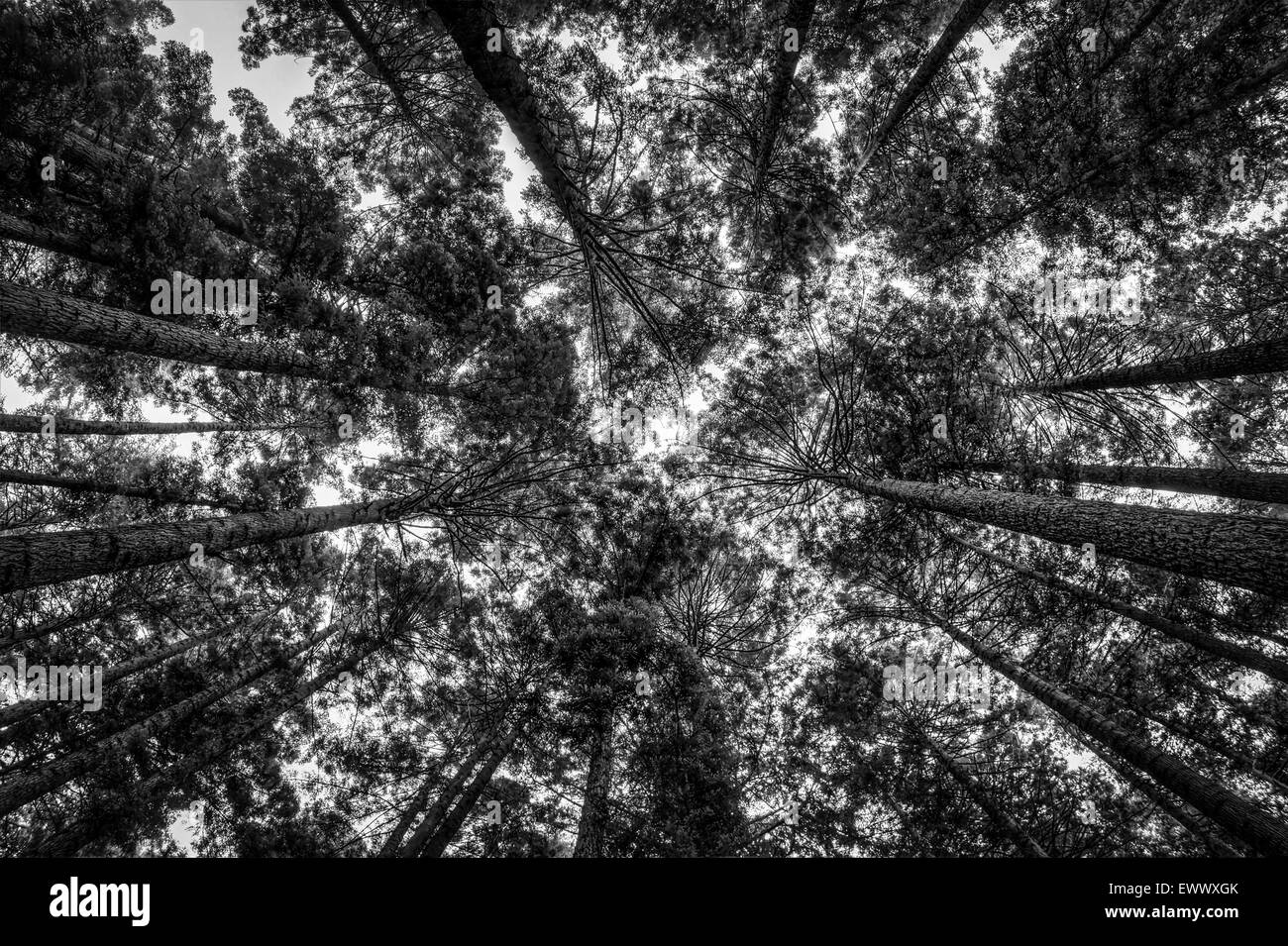 Guardando verso l'alto in una foresta di Redwood. Immagine in bianco e nero. Foto Stock