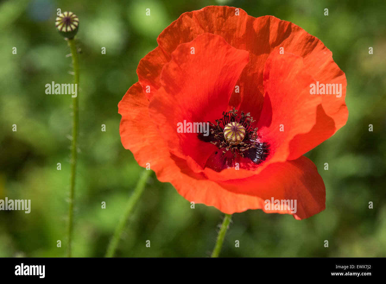 Comune di papavero (Papaver rhoeas), Baden-Württemberg, Germania Foto Stock