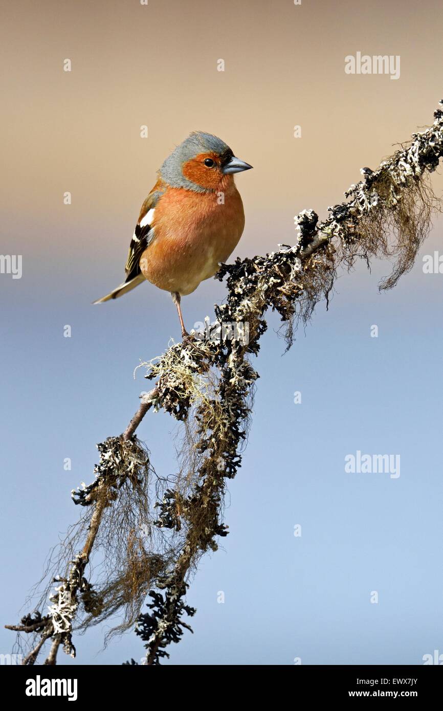 Comune (fringuello Fringilla coelebs), maschio seduta sul ramo, Hedmark, Norvegia Foto Stock
