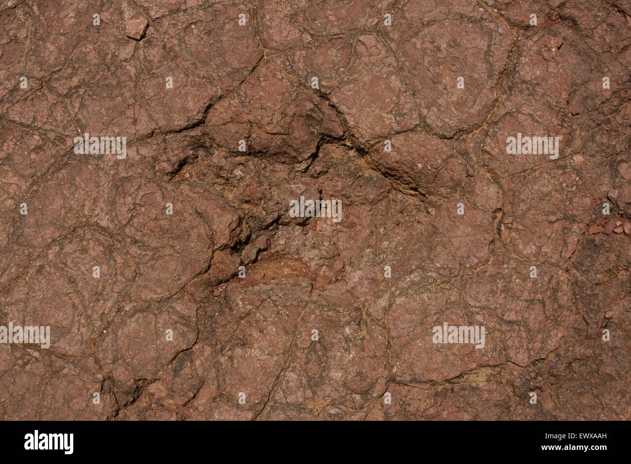 Footprint di dinosauri in un fango lithified Foto Stock