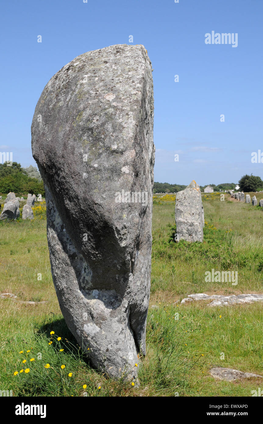 Esempi di menhir che formano parte del famoso in tutto il mondo gli allineamenti di Carnac. Queste pietre si estendono per oltre 4kmBreton pietre permanente Foto Stock