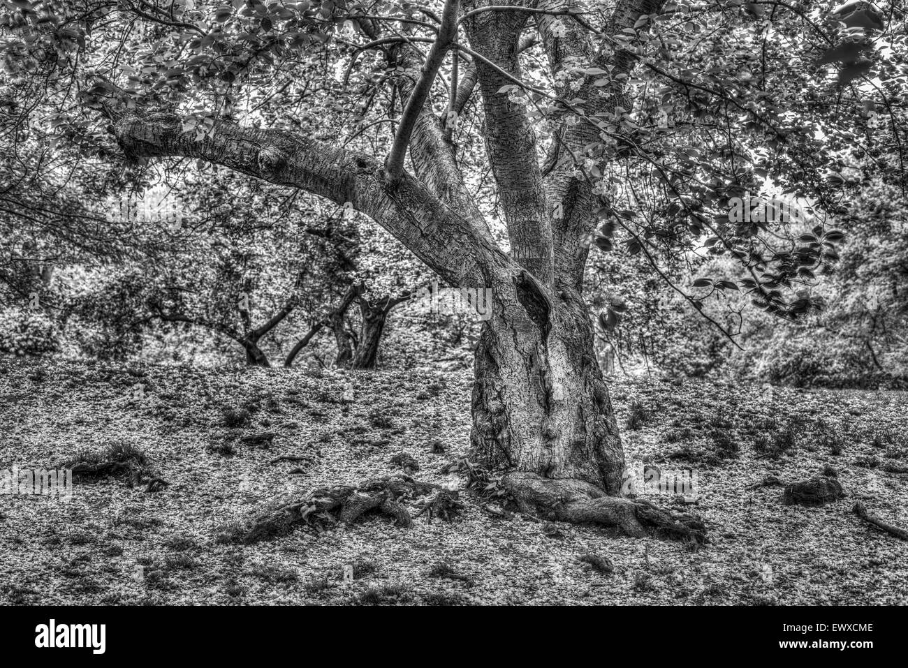 Prunus serrulata o ciliegia giapponese; anche chiamato collina, ciliegio, ciliegio orientali o East Asian Cherry Foto Stock