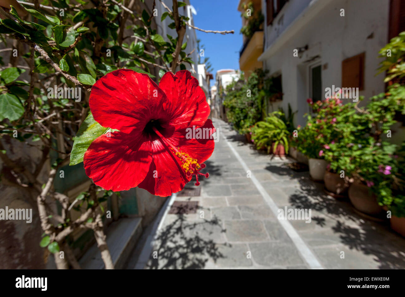 Via Rethymno vicolo Creta Grecia Hibiscus Rosa sinensis rosso Europa Foto Stock