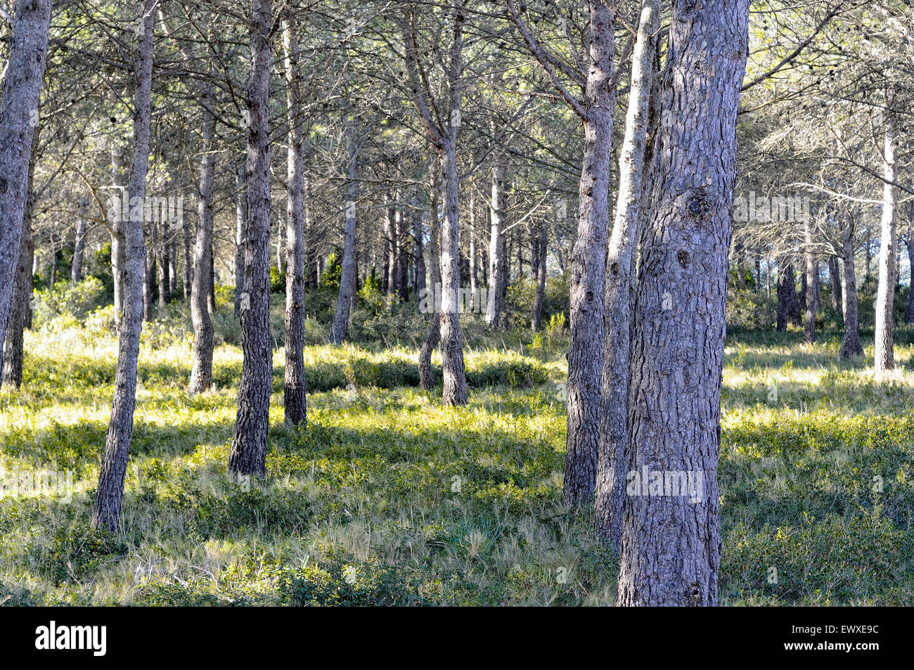 Pini di Aleppo, Pinus halepensis, del Montgrí, Isole Medes e del Baix Ter parco naturale. Girona. La Catalogna. Spagna. Foto Stock