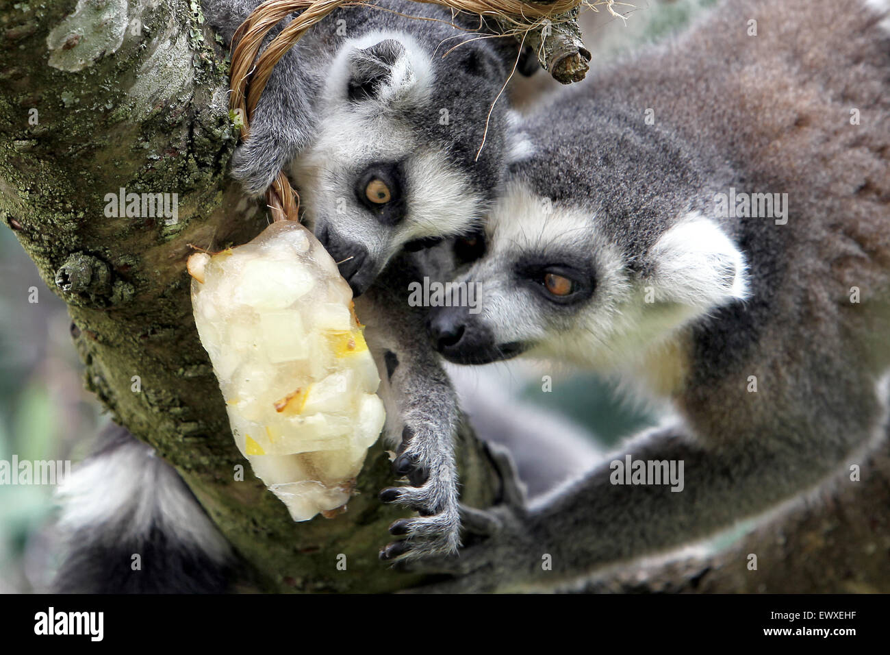 L'anello tailed lemuri rinfrescarvi con un riempito di frutta per lecca-lecca di ghiaccio a Cotswold Wildlife Park in calde giornate di luglio per nove anni Foto Stock