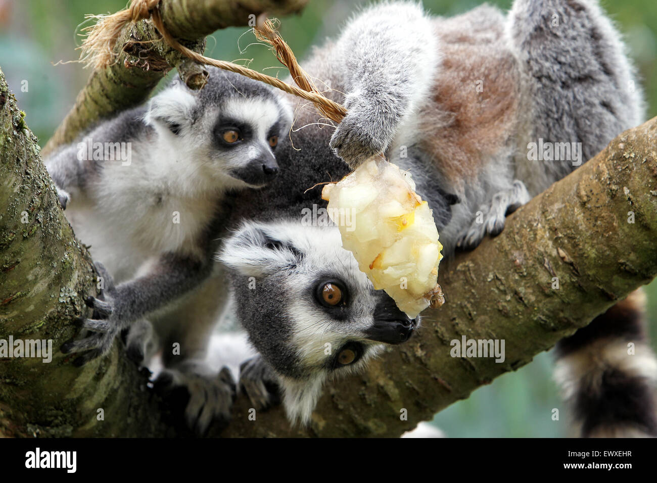 L'anello tailed lemuri rinfrescarvi con un riempito di frutta per lecca-lecca di ghiaccio a Cotswold Wildlife Park in calde giornate di luglio per nove anni Foto Stock