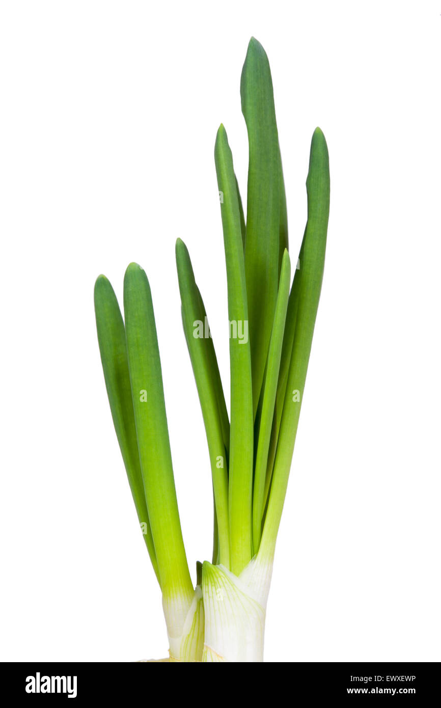 Fresca giovani germogli di cipolla Foto Stock