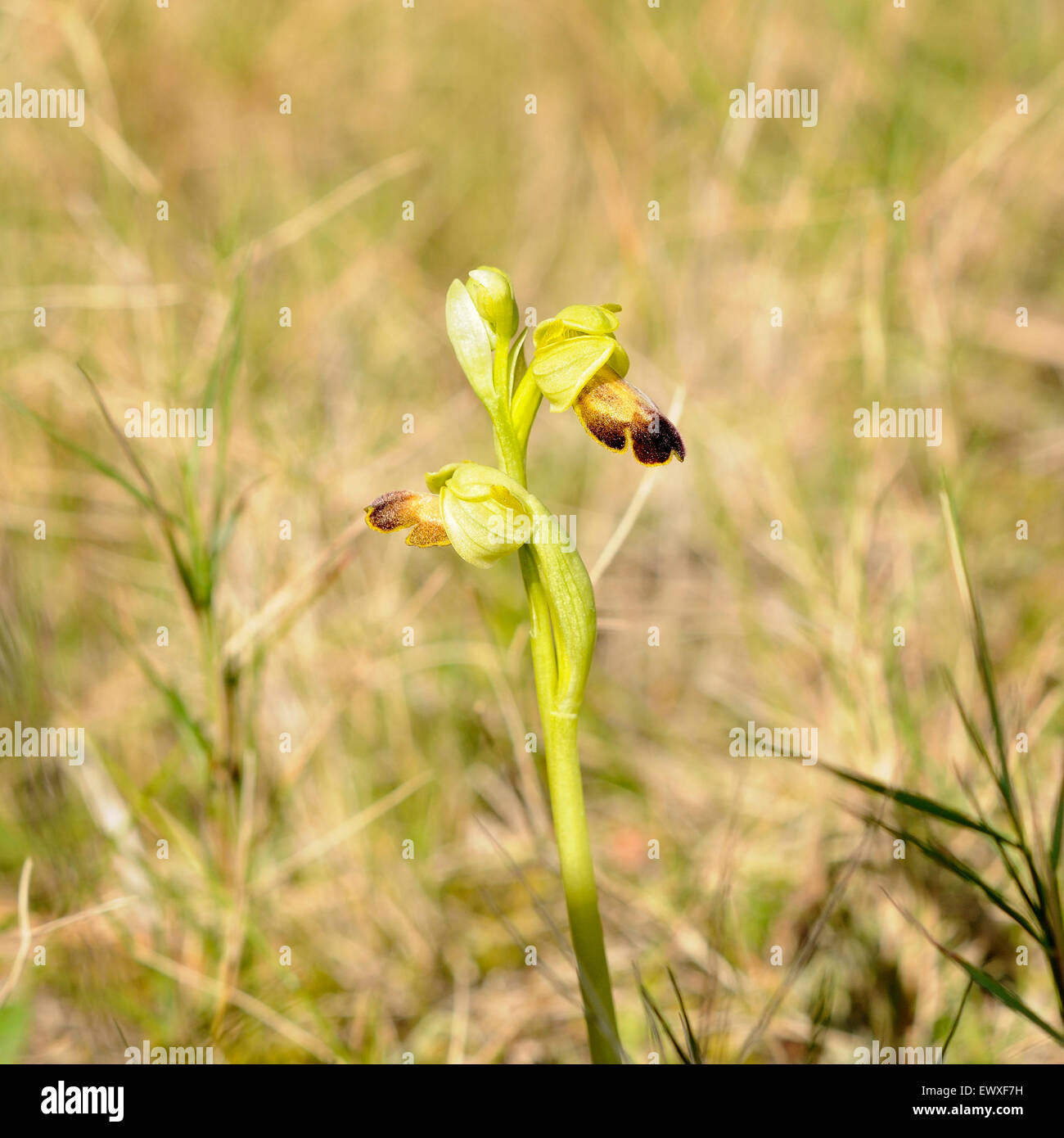 Cupo bee-orchid, Ophris fusca, ritratto di un wildorchid con bel al di fuori della messa a fuoco lo sfondo. Foto Stock