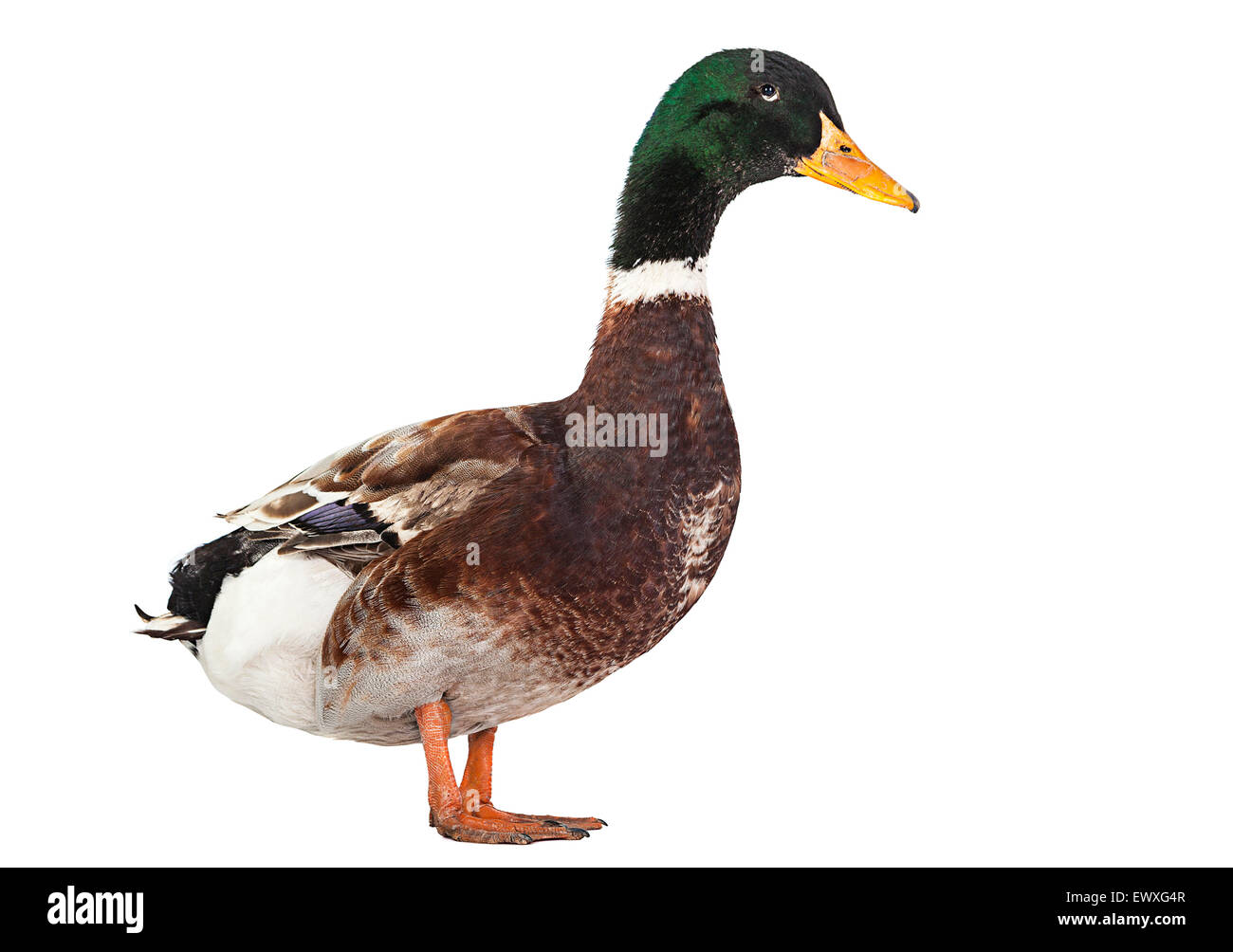 Anatra selvatica farm bird isolato su bianco Foto Stock