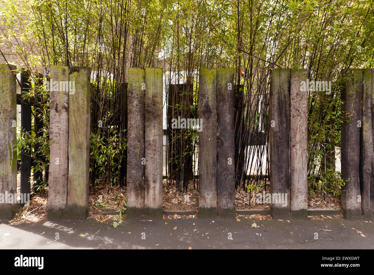 Parte anteriore muro di una casa in Harefield Road, Brockley, fatta di carta riciclata per vecchie traversine ferroviarie, con piante di bambù in tra Foto Stock