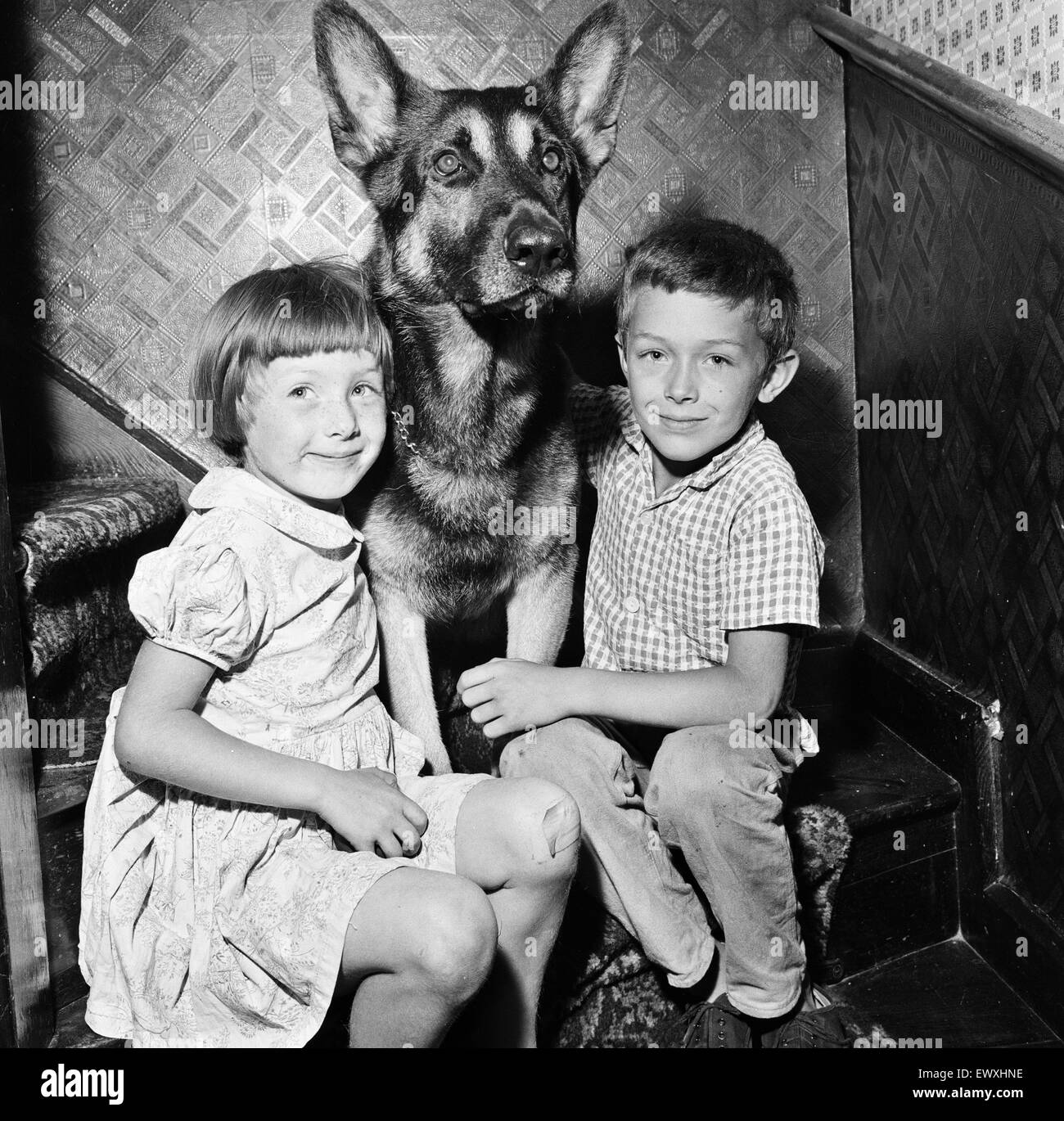 Tassa £75 per immagine fino a 1/4 pagina - £95 per pagina 1/2 Schuten, il coraggioso cane alsaziano che hanno avvistato un incendio e l'allarme ... e salvare la vita di una famiglia. Con lui areLeslie Chandler 8 e suor Christine 7, due delle persone che ha salvato. Egli ha individuato Foto Stock