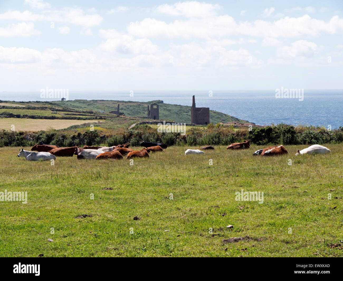 Bovini di riposo in un campo vicino al mio operato, dal mare in West Cornwall Foto Stock