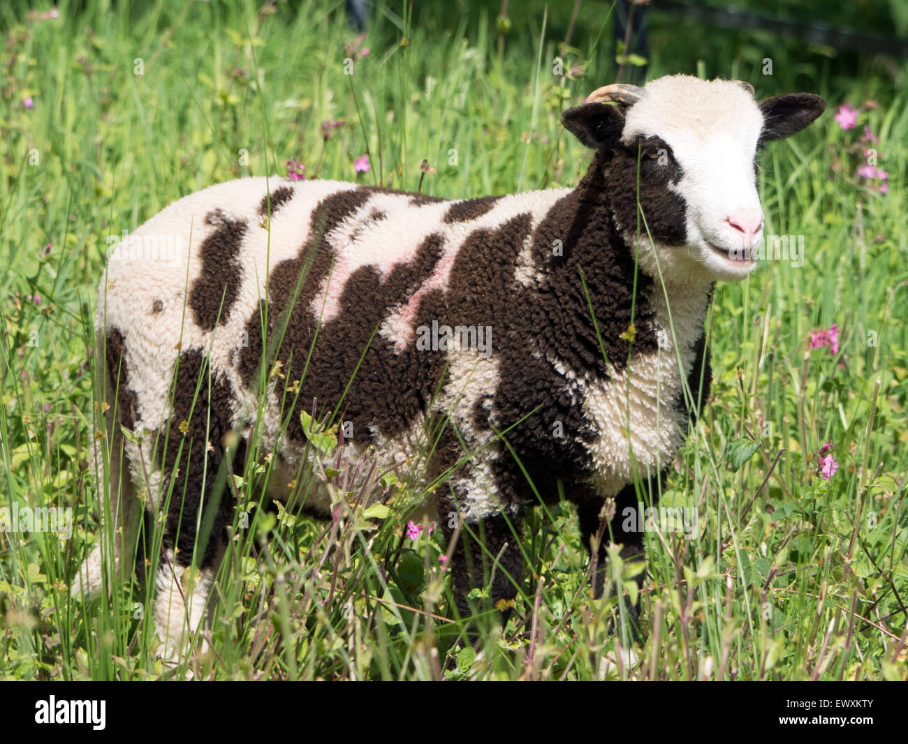 Giacobbe pecore in pascolo Foto Stock