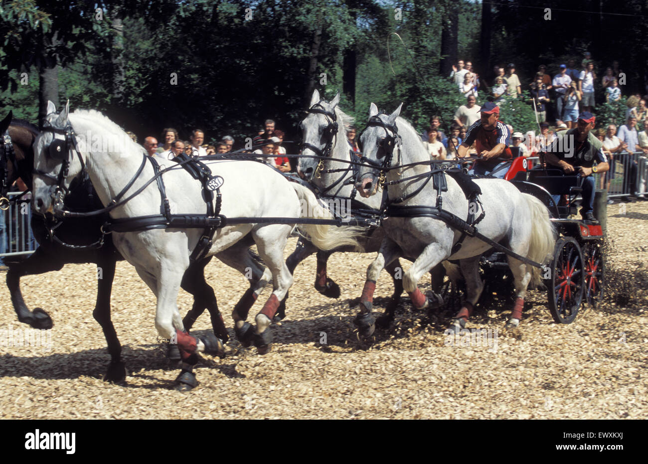 DEU, Germania, Aachen, Chio Aachen, cross-country gara con quattro-cavallo-allenatori della Aachen forrest. DEU, Deutschland, Aachen, Foto Stock