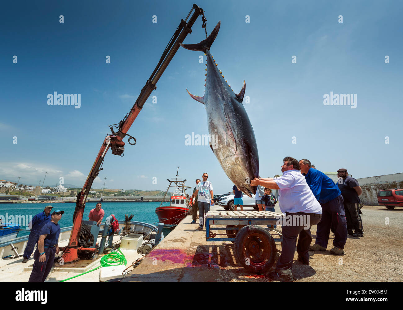 320 kg di tonno. Tarifa porto di pesca, Costa de la Luz, Cadice, Andalusia, Spagna. Foto Stock