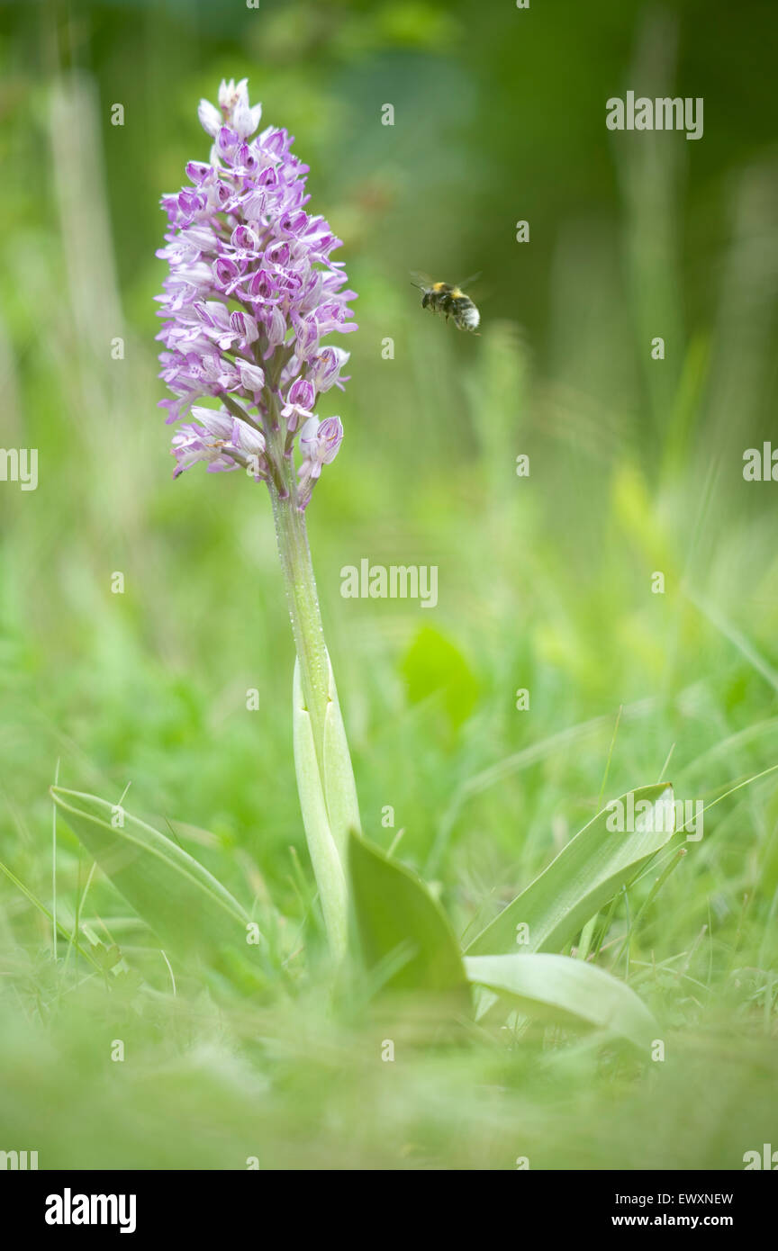Orchidea militare, Orchis militaris; molto rara orchidea nell Inghilterra del sud (bee visitando flower spike ) Foto Stock