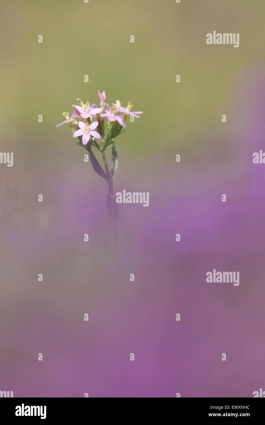 Comune,Centaury Centaurium erythaea,Gran Bretagna Foto Stock
