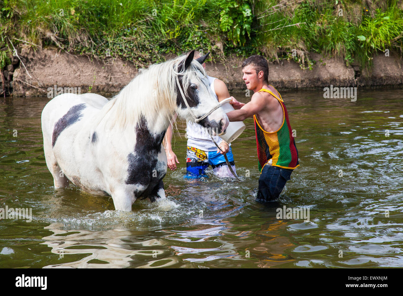 I cavalli di lavaggio nel fiume durante Appleby Horse Fair Foto Stock