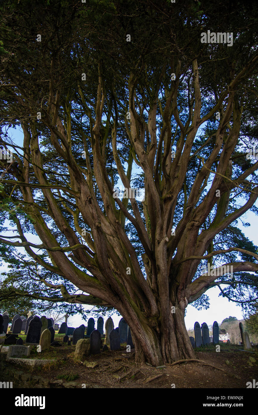 Antico albero di Yew nel cimitero di San Tysilio chiesa della chiesa dell'isola di Anglesey, Galles del Nord Foto Stock