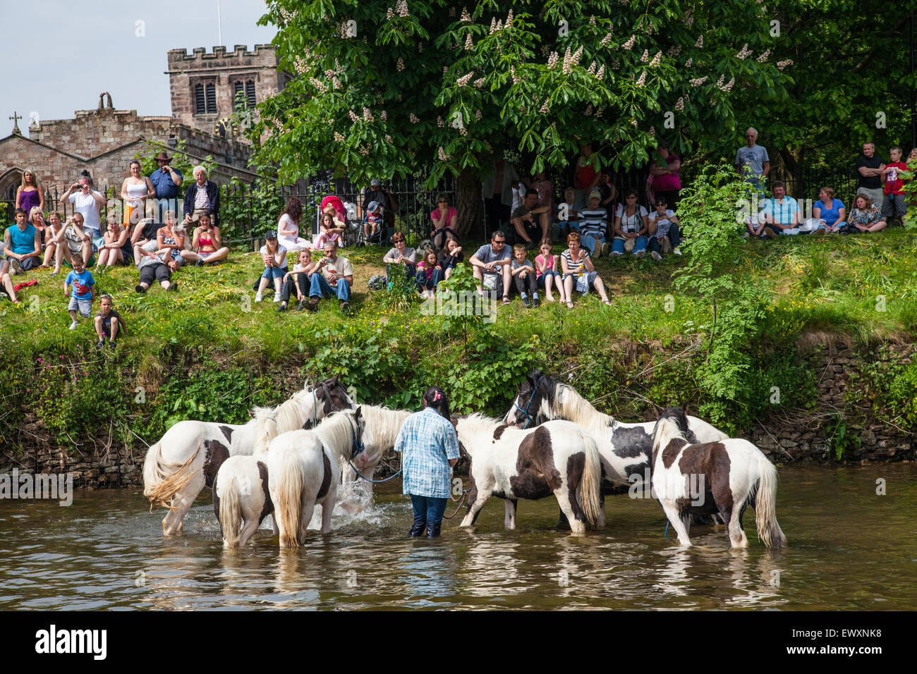 I cavalli di lavaggio nel fiume durante Appleby Horse Fair Foto Stock