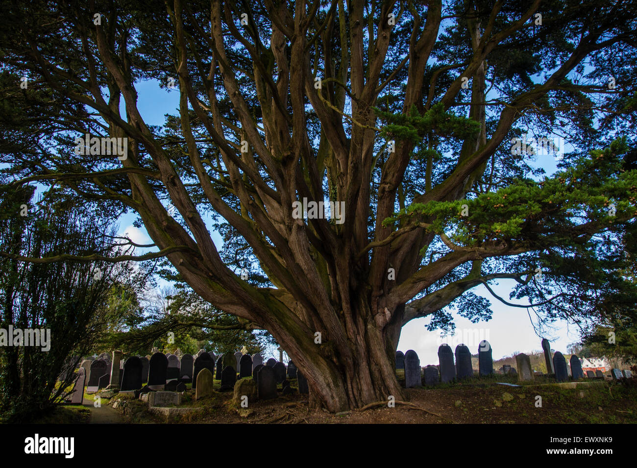 Antico albero di Yew nel cimitero di San Tysilio chiesa della Chiesa Isola Anglesey North Wales Foto Stock