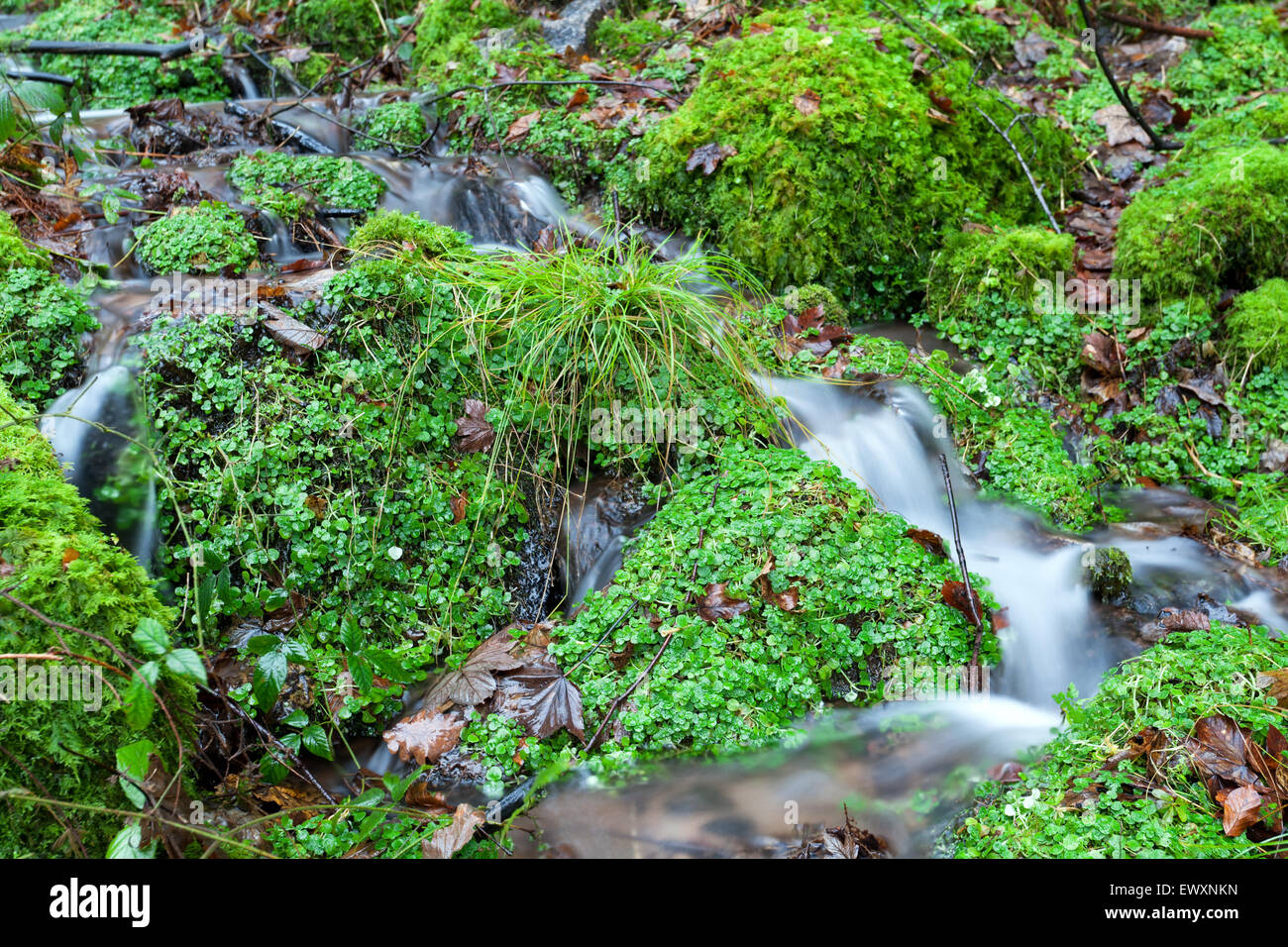 Piccolo fiume in verde di foreste di montagna Foto Stock