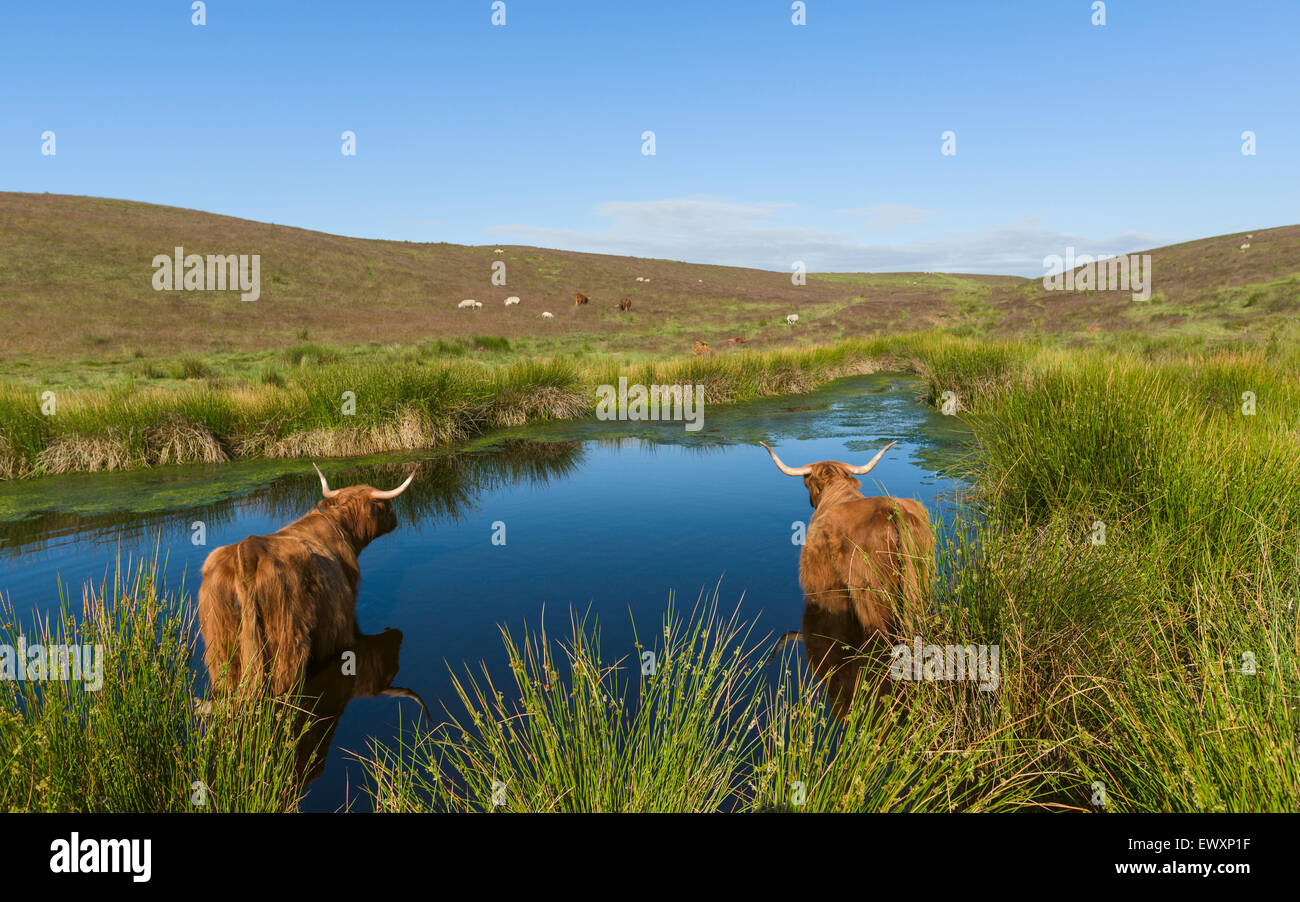 Highland scozzesi bovini raffreddare in un stagno in una calda giornata estiva nel cuore del North York Moors National Park. Foto Stock