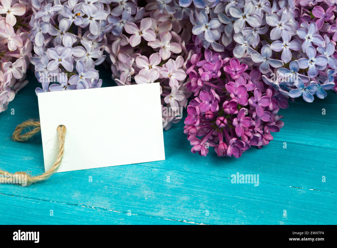 Cartolina con splendidi fiori lilla Foto Stock