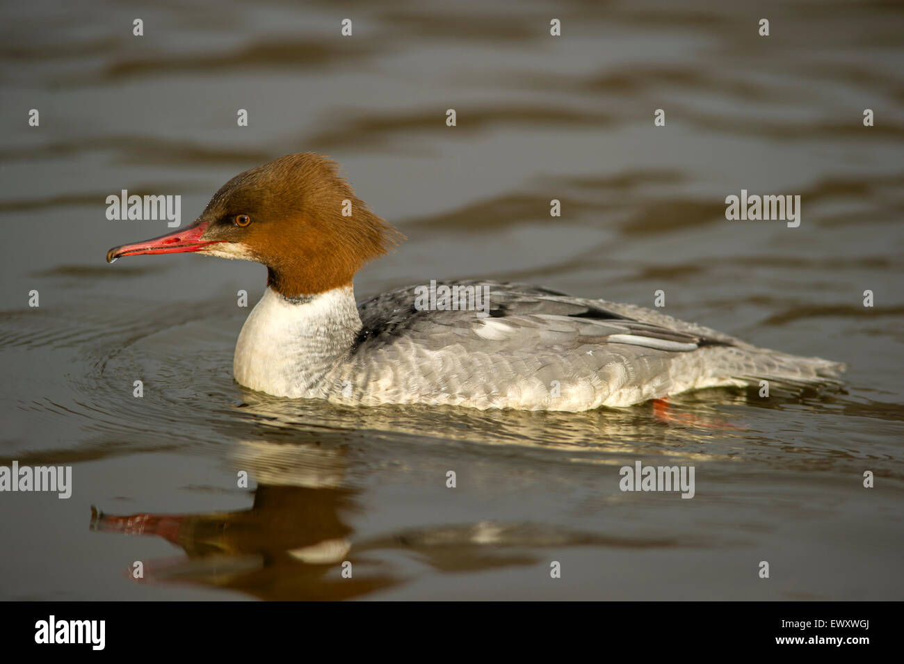 - Smergo maggiore Mergus merganser femmina Foto Stock