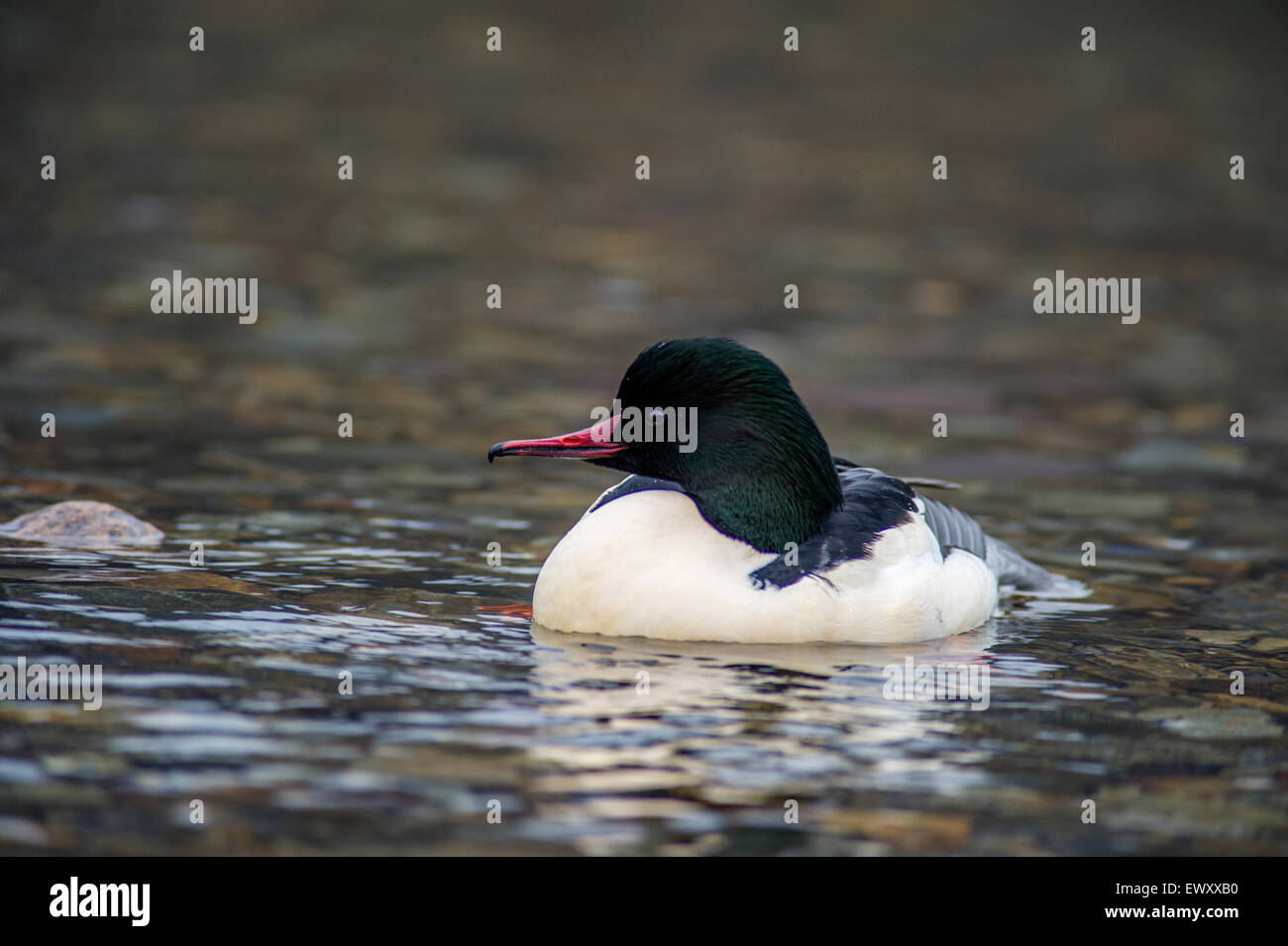 - Smergo maggiore Mergus merganser maschio Foto Stock