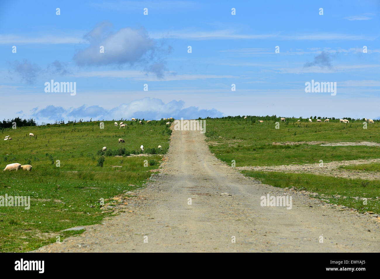 La sporcizia farm road in Burt, County Donegal, Irlanda Foto Stock
