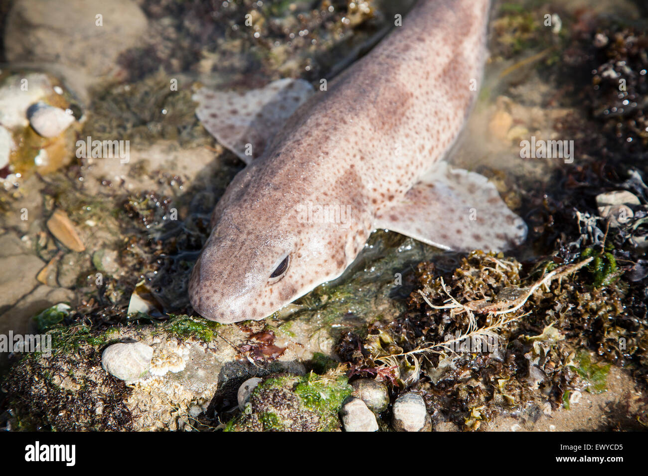 Minor gattuccio, Scyliorhinus canicula, in rock pool, Gower, Galles del Sud Foto Stock