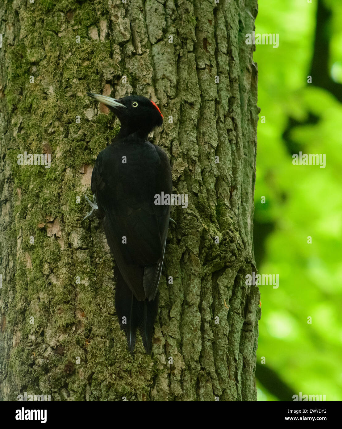 Femmina Picchio nero su un albero di quercia. Veluwe, Paesi Bassi Foto Stock