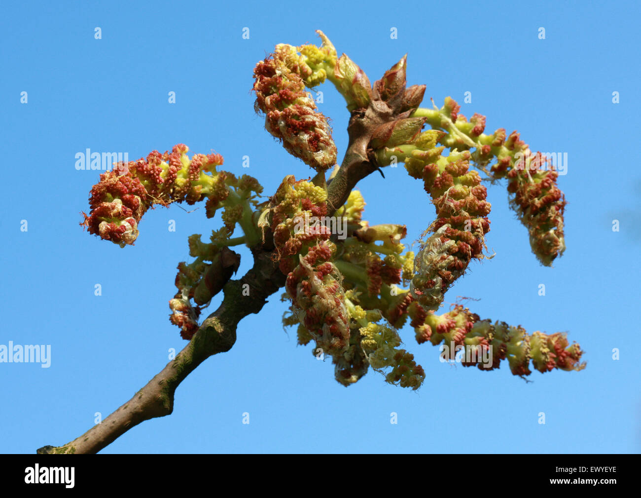 Collana cinese amenti di pioppo, populus lasiocarpa, Salicaceae. Centro e Sud della Cina. Nativo di foreste umide della Cina. Foto Stock