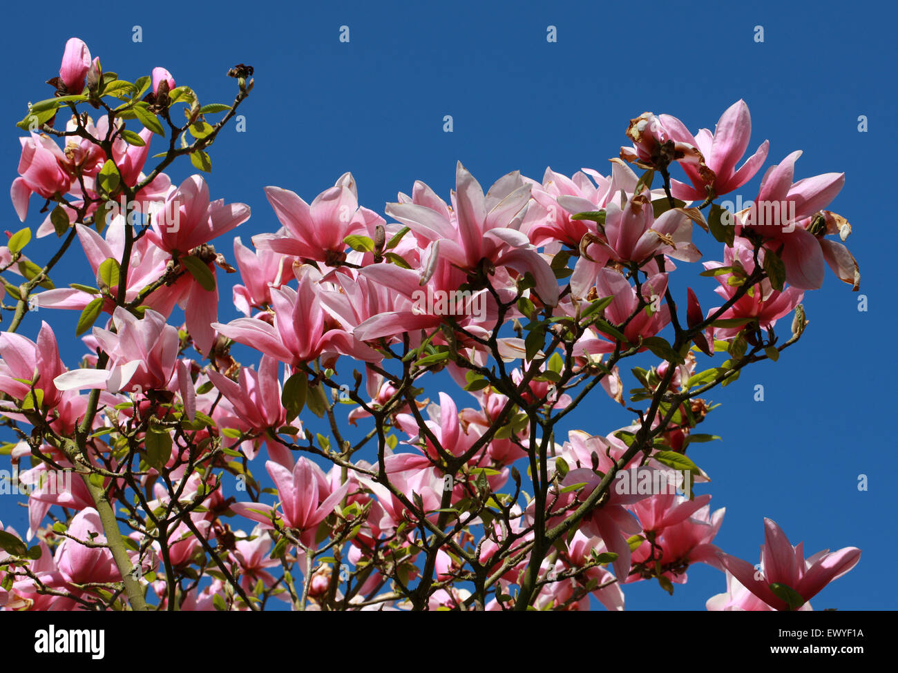 Magnolia 'Star Wars' della Magnoliacee. Foto Stock