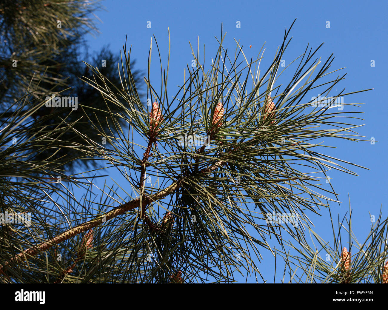 Il pino marittimo, Pinus pinaster, Pinaceae. A sud e ad ovest di Europa e Nord Africa. Foto Stock